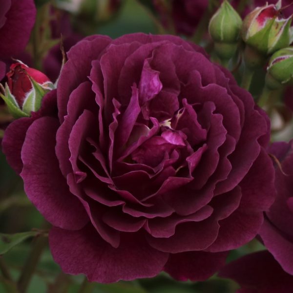 Twilight Zone UK Potted Rose