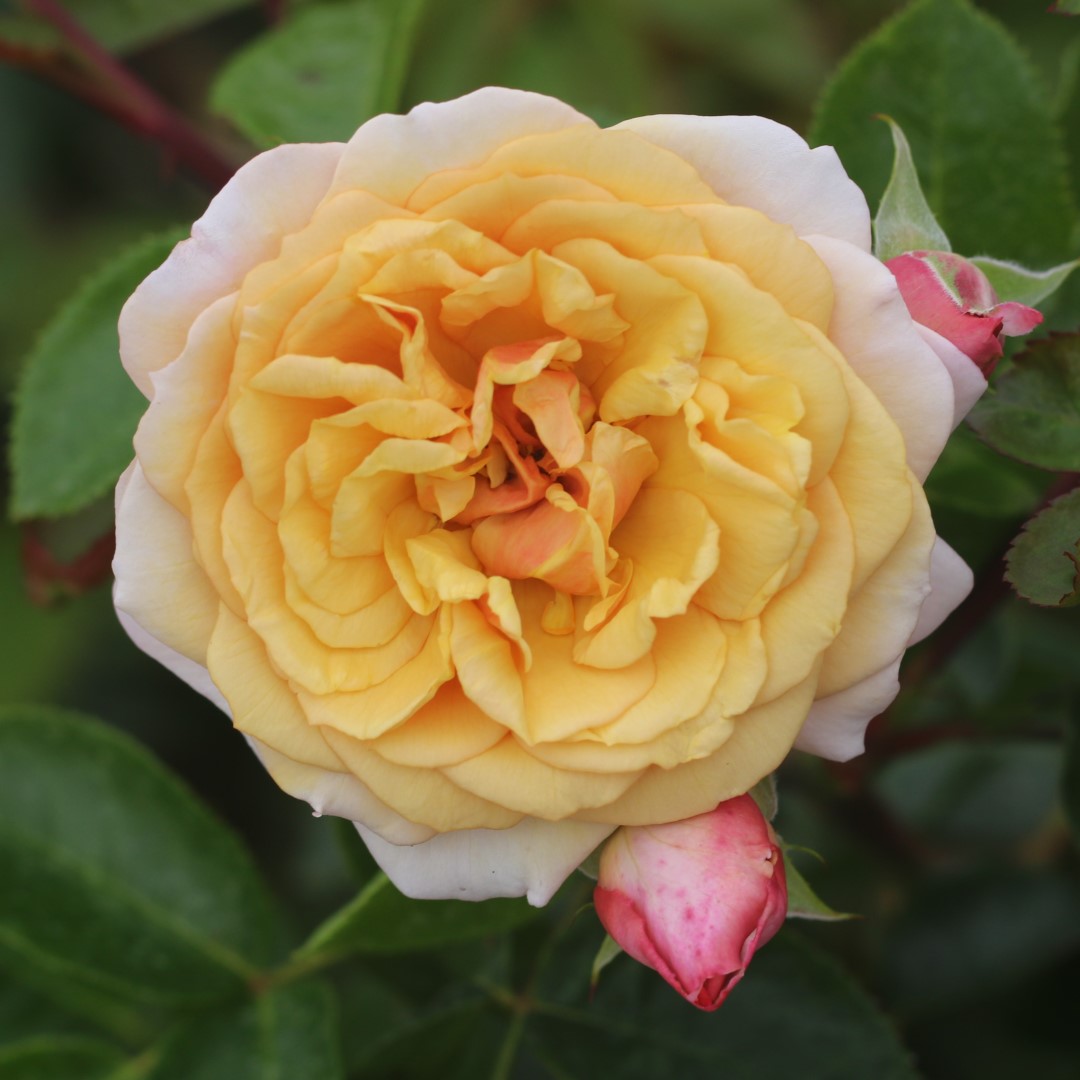 A Fond Farewell UK Potted Rose - Image 2
