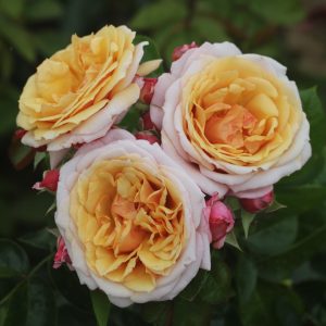 A Fond Farewell UK Potted Rose