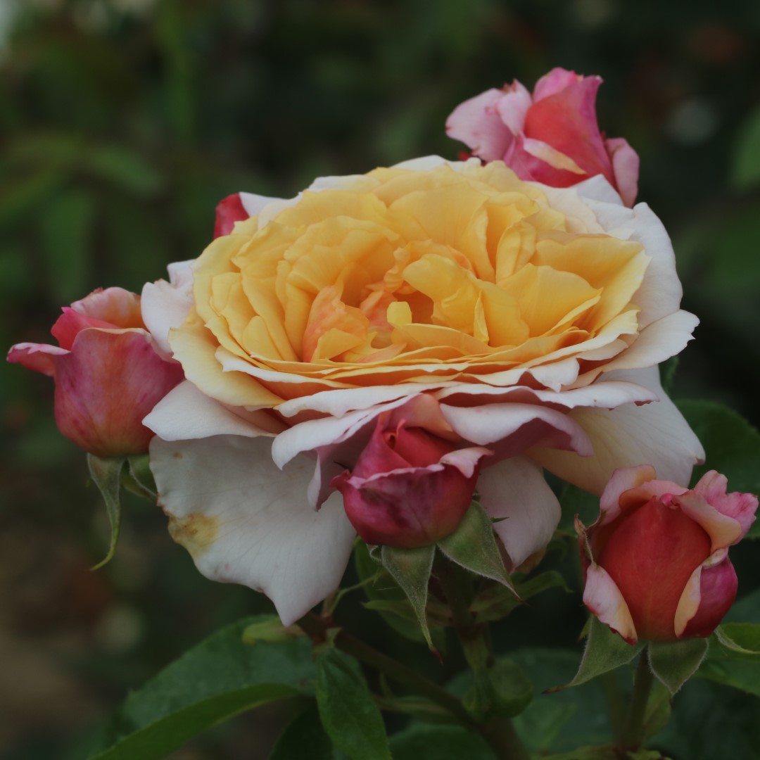 A Fond Farewell UK Potted Rose - Image 5