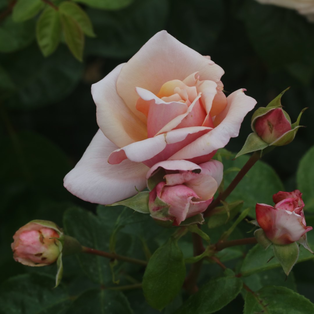A Fond Farewell UK Potted Rose - Image 6