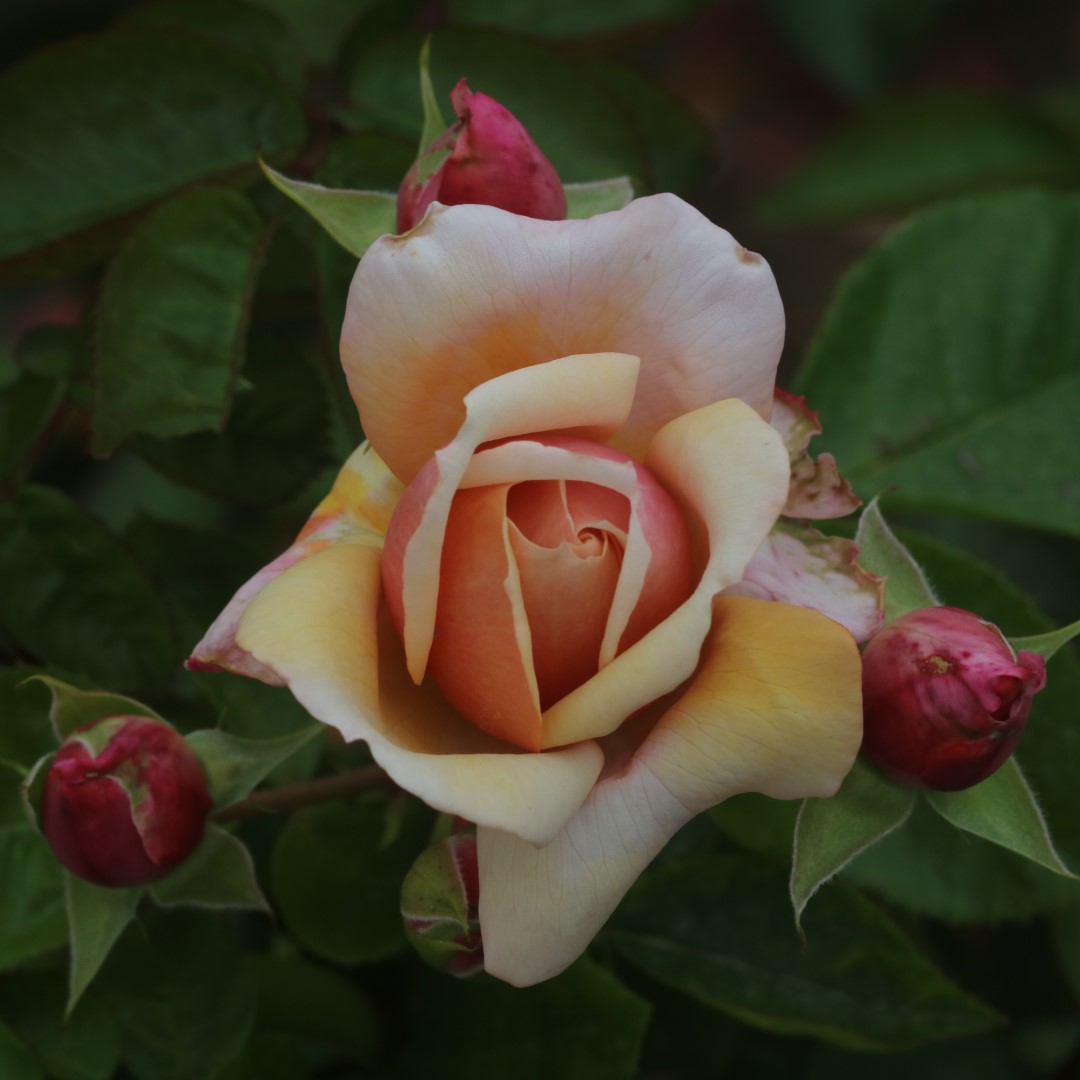 A Fond Farewell UK Potted Rose - Image 7