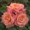 My Lovely Friend UK Potted Rose - Image 4