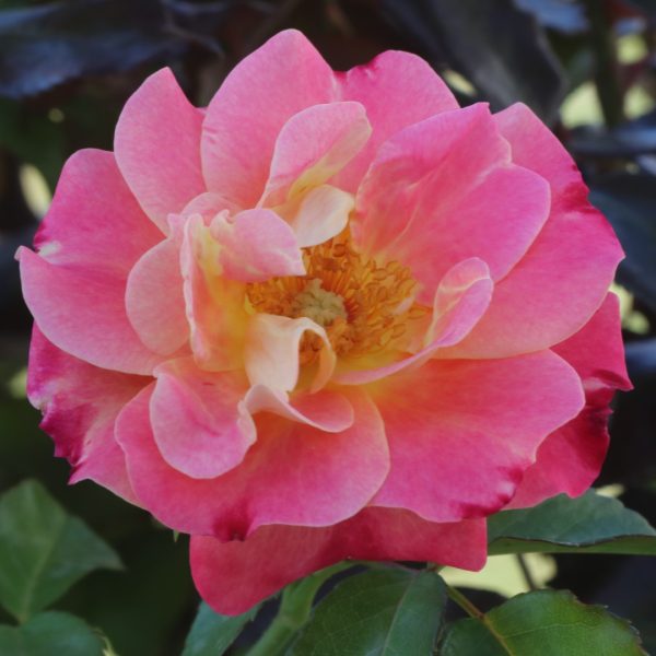 Exotic Mella UK Potted Rose - Image 3