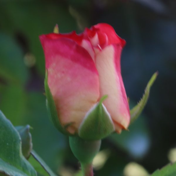 Exotic Mella UK Potted Rose - Image 2