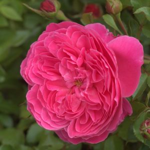 Raspberry UK Potted Rose