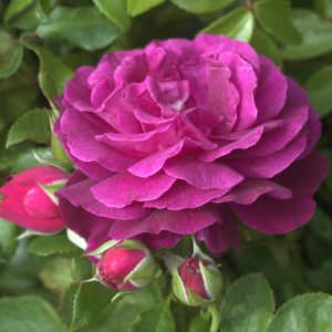 Twilight Zone UK Potted Rose