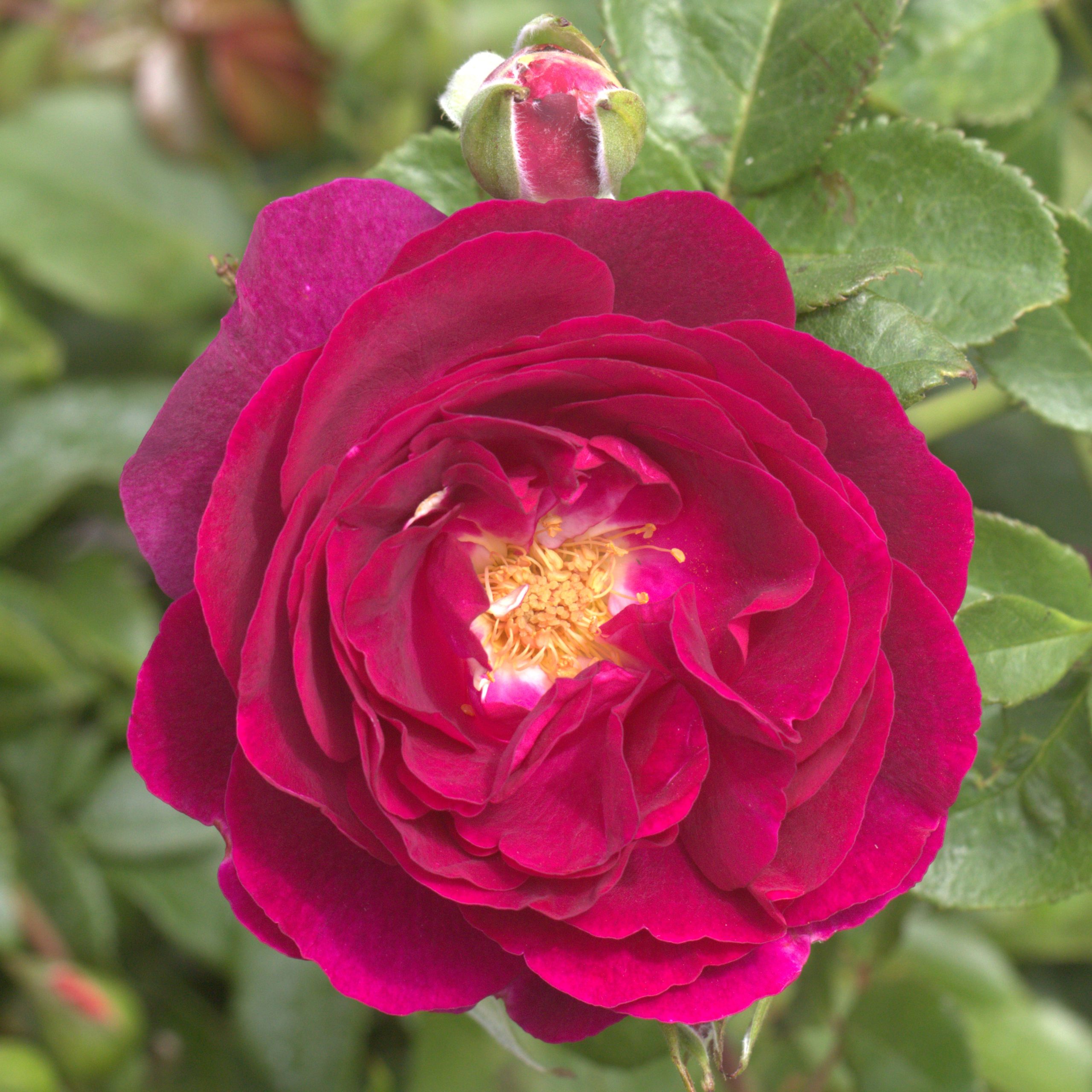 Twilight Zone UK Potted Rose - Image 7