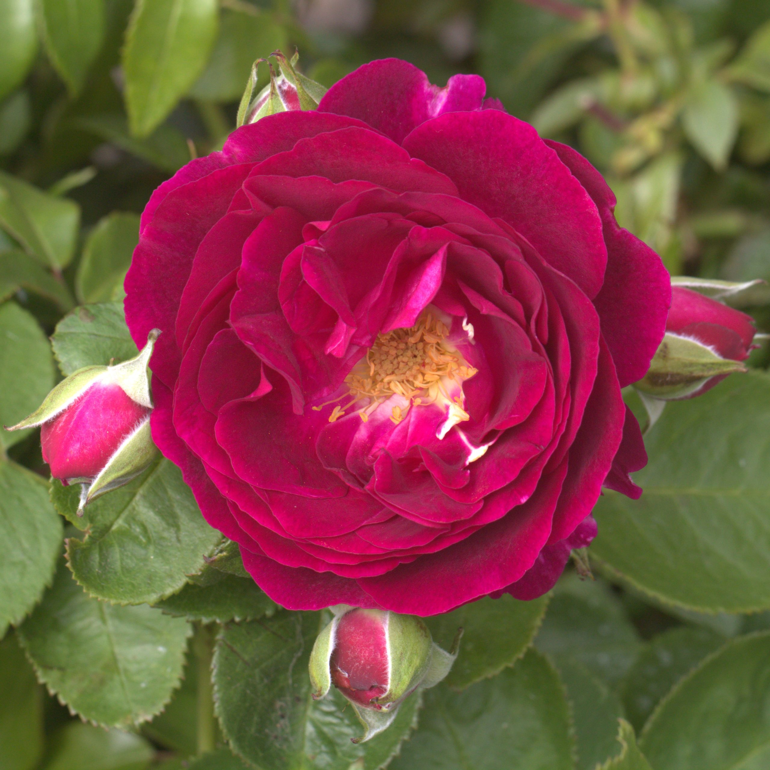 Twilight Zone UK Potted Rose - Image 6