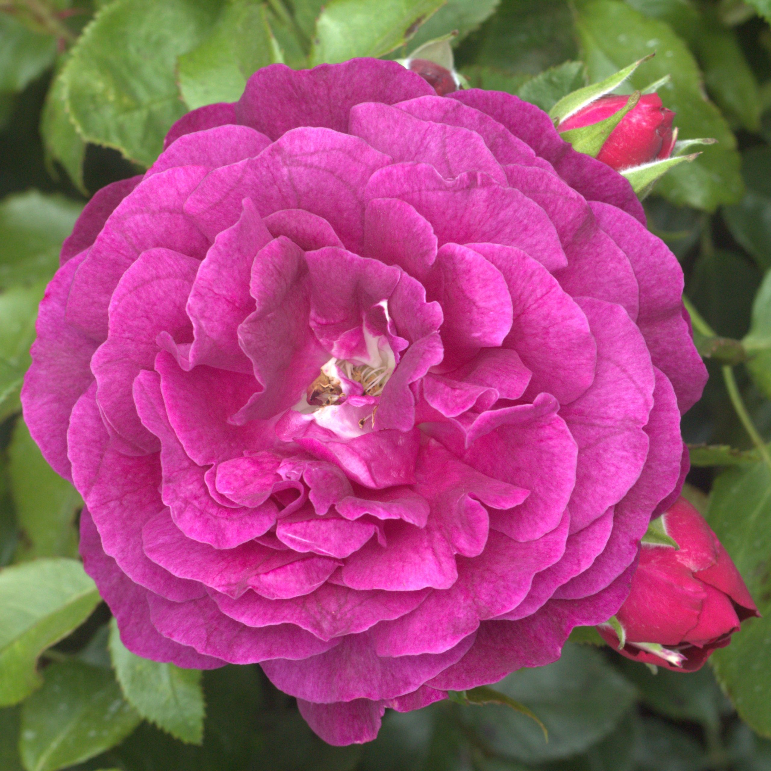 Twilight Zone UK Potted Rose - Image 3