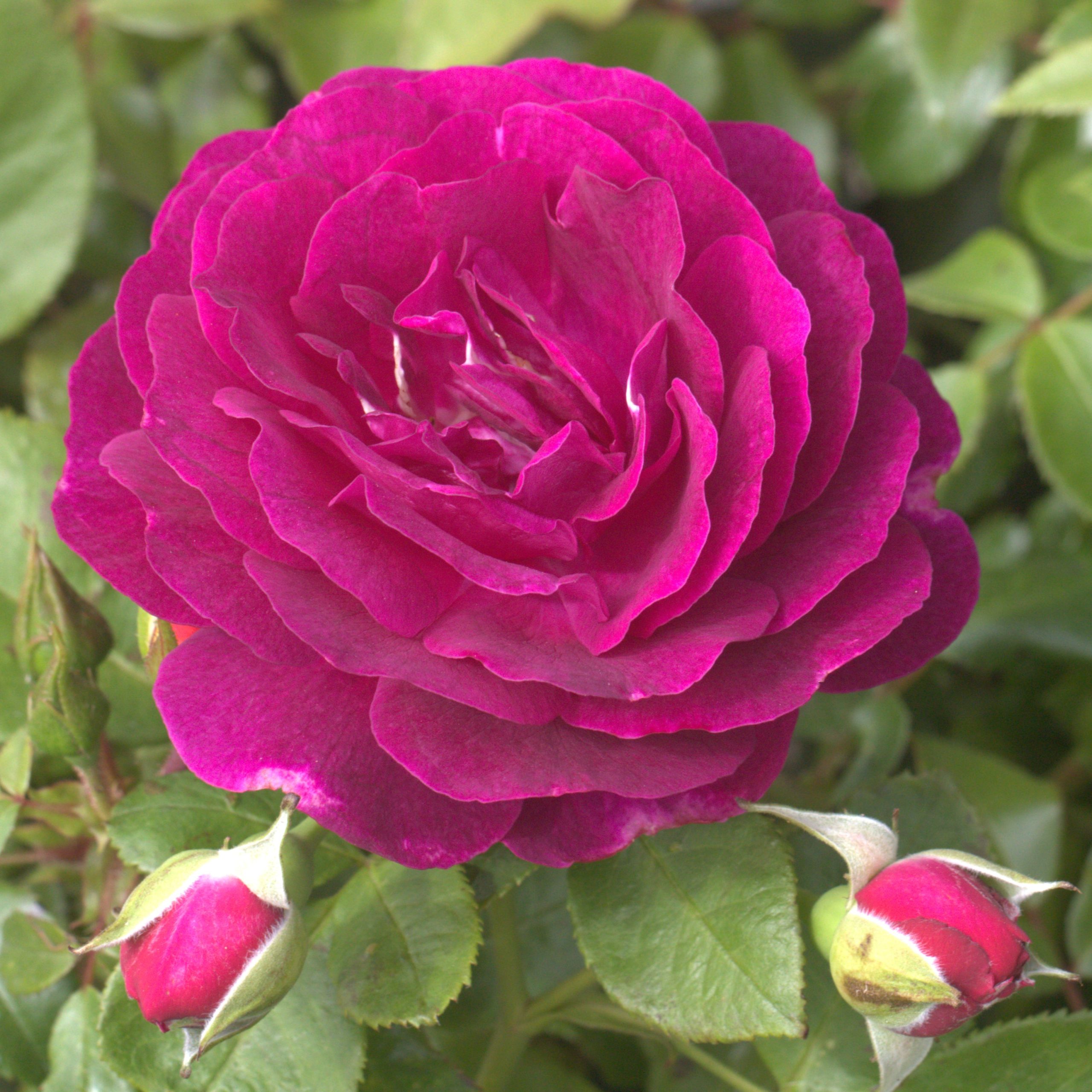 Twilight Zone UK Potted Rose - Image 4
