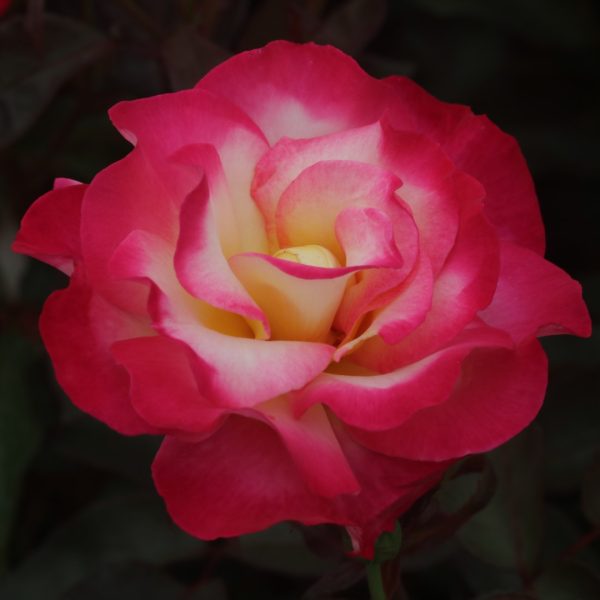 You're My Everything UK Potted Rose - Image 6