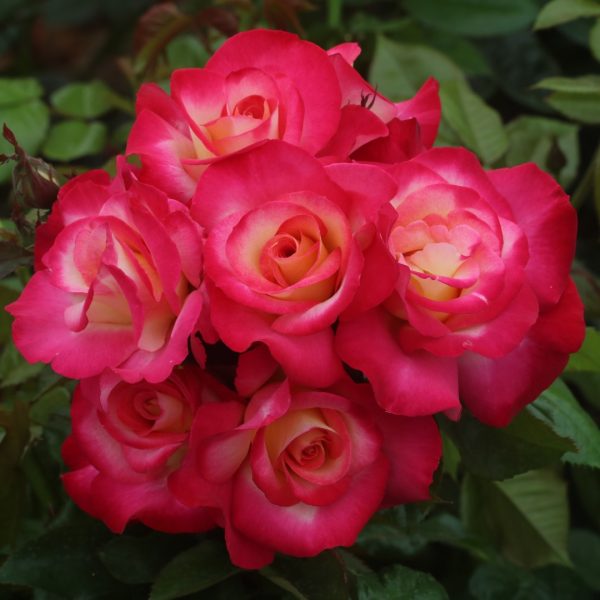 You're My Everything UK Potted Rose - Image 3