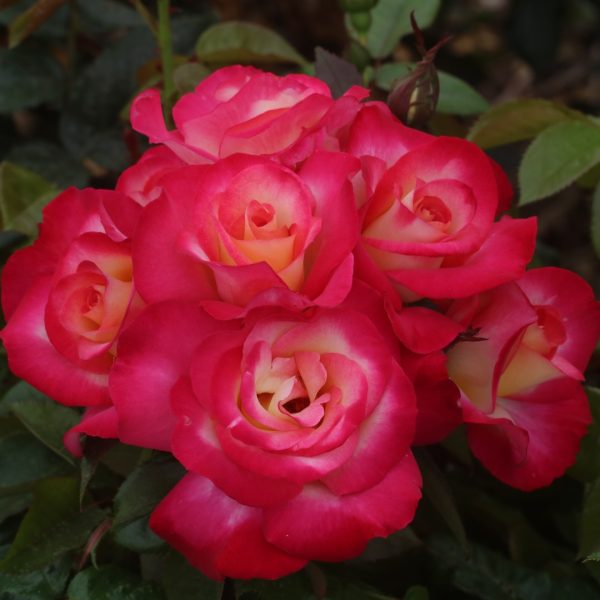 You're My Everything UK Potted Rose - Image 9