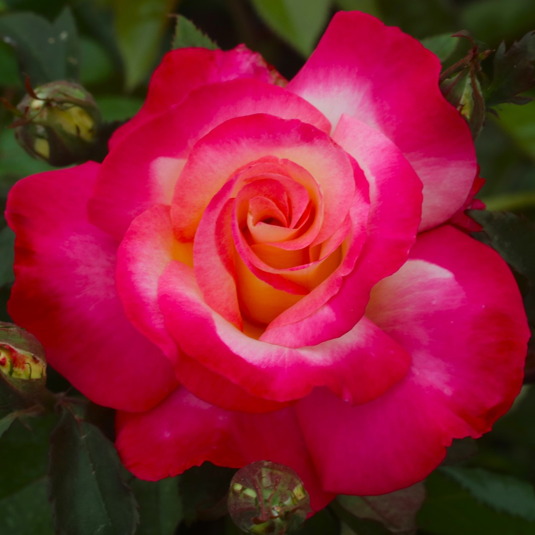 You're My Everything UK Potted Rose - Image 10
