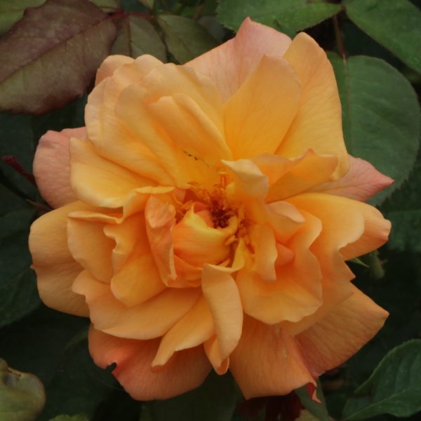 Autumn Sunset UK Potted Rose - Image 2