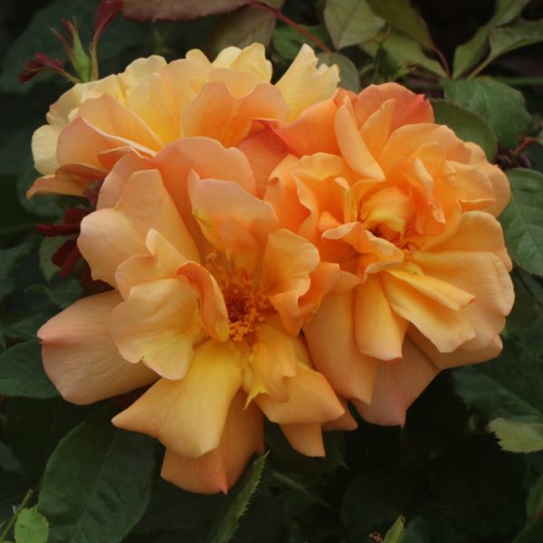 Autumn Sunset UK Potted Rose