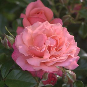 Coral Gardens UK Potted Rose