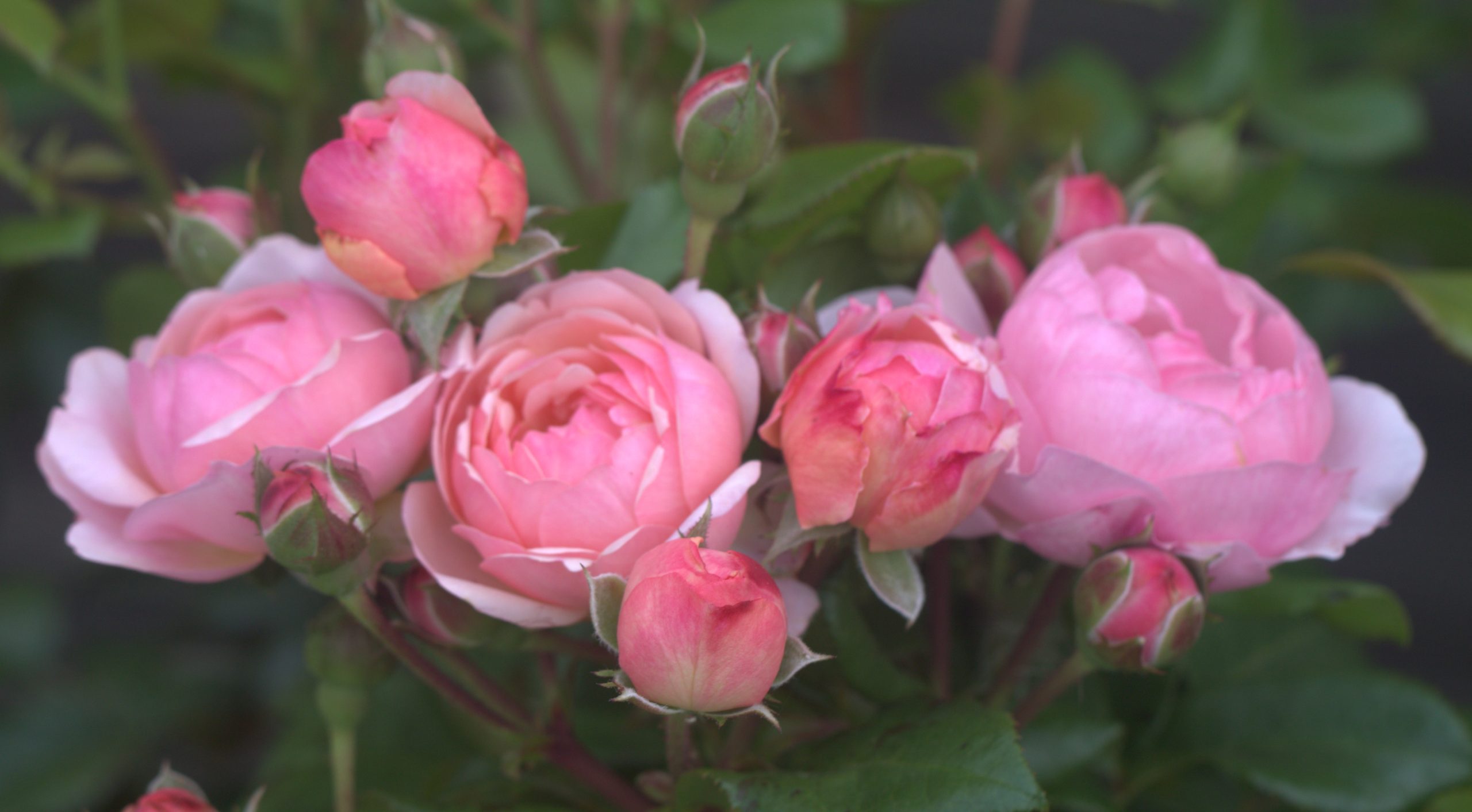 Darling UK Potted Rose - Image 3