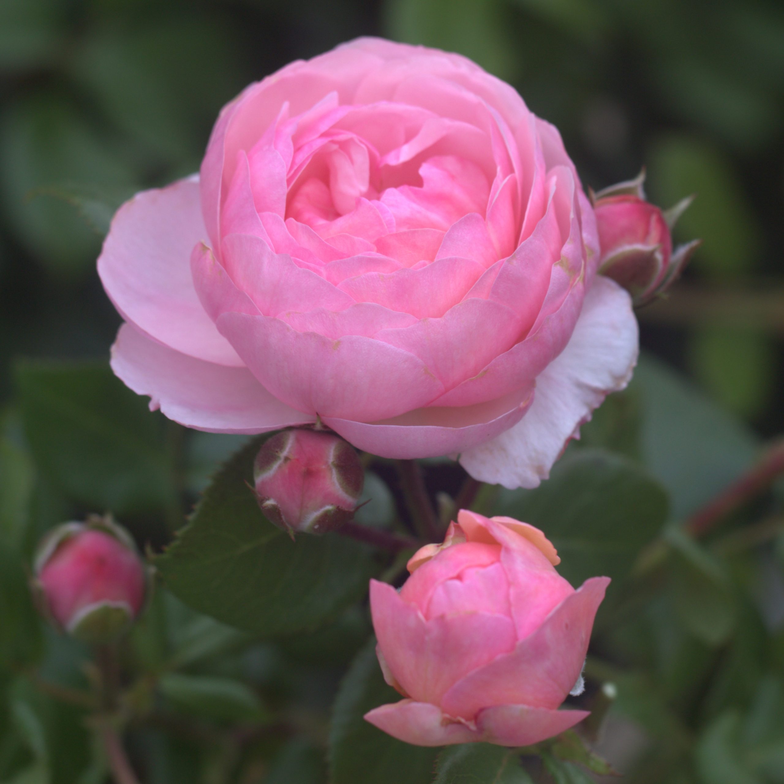 Darling UK Potted Rose - Image 4