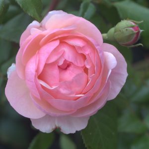Darling UK Potted Rose