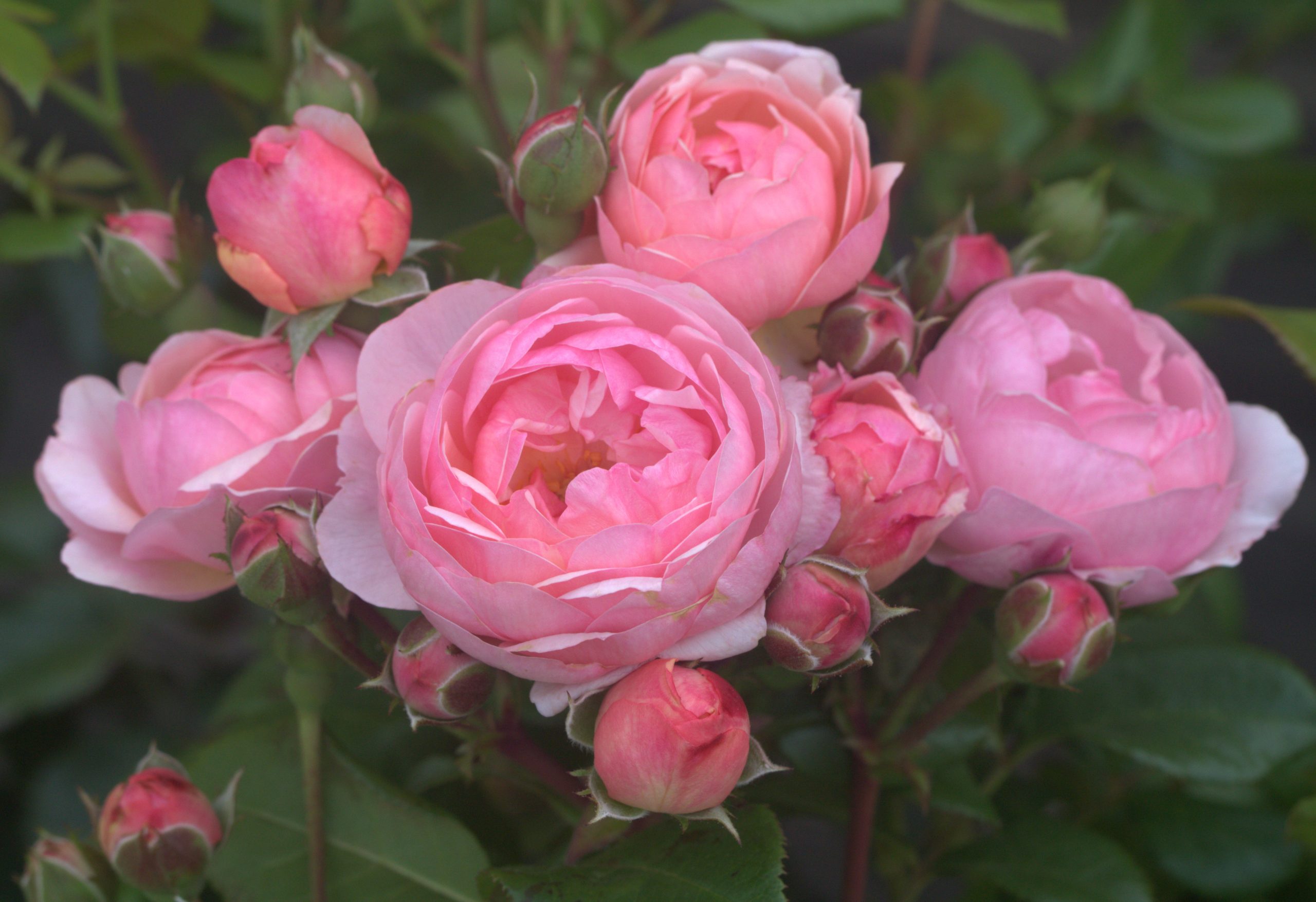 Darling UK Potted Rose - Image 6