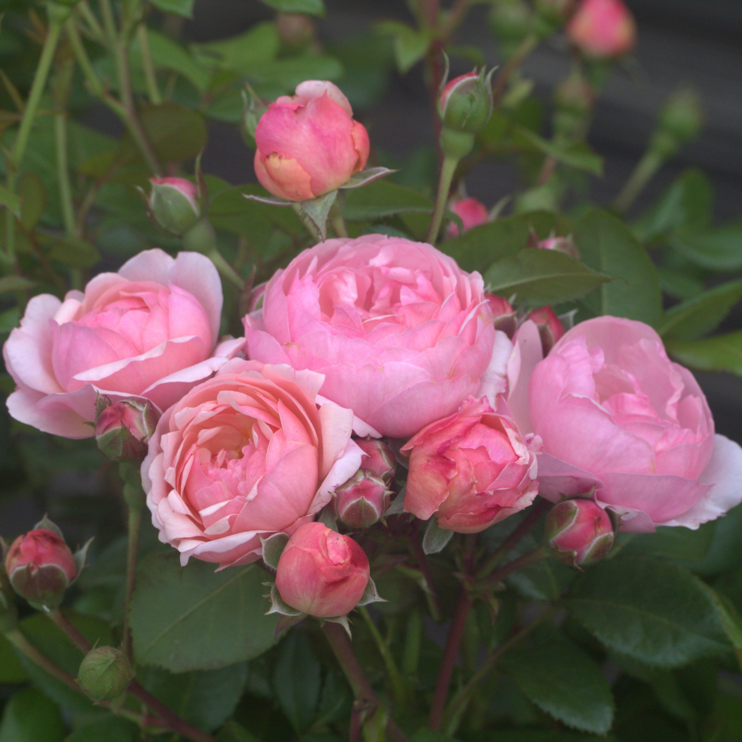 Darling UK Potted Rose - Image 7
