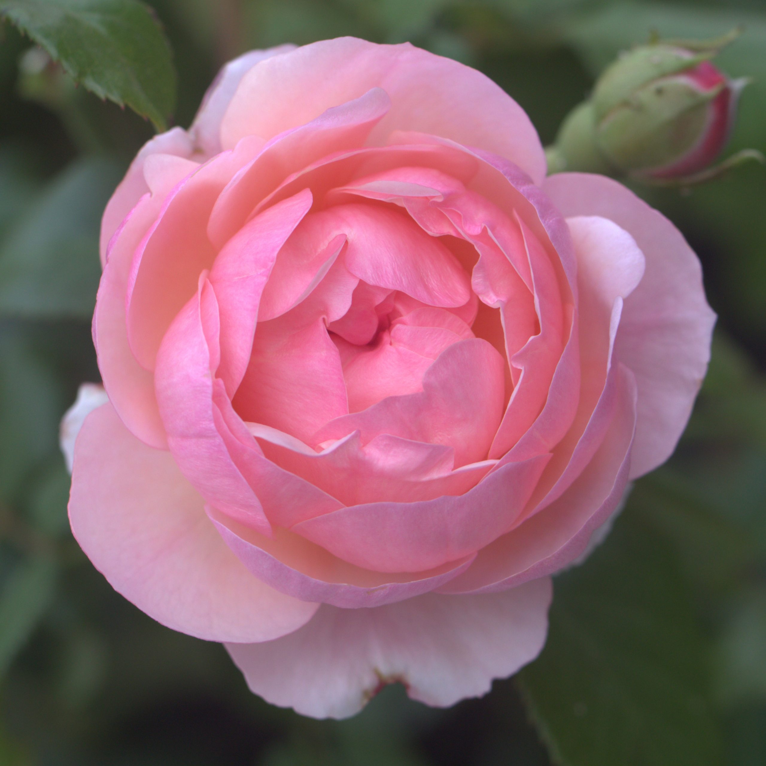 Darling UK Potted Rose - Image 2