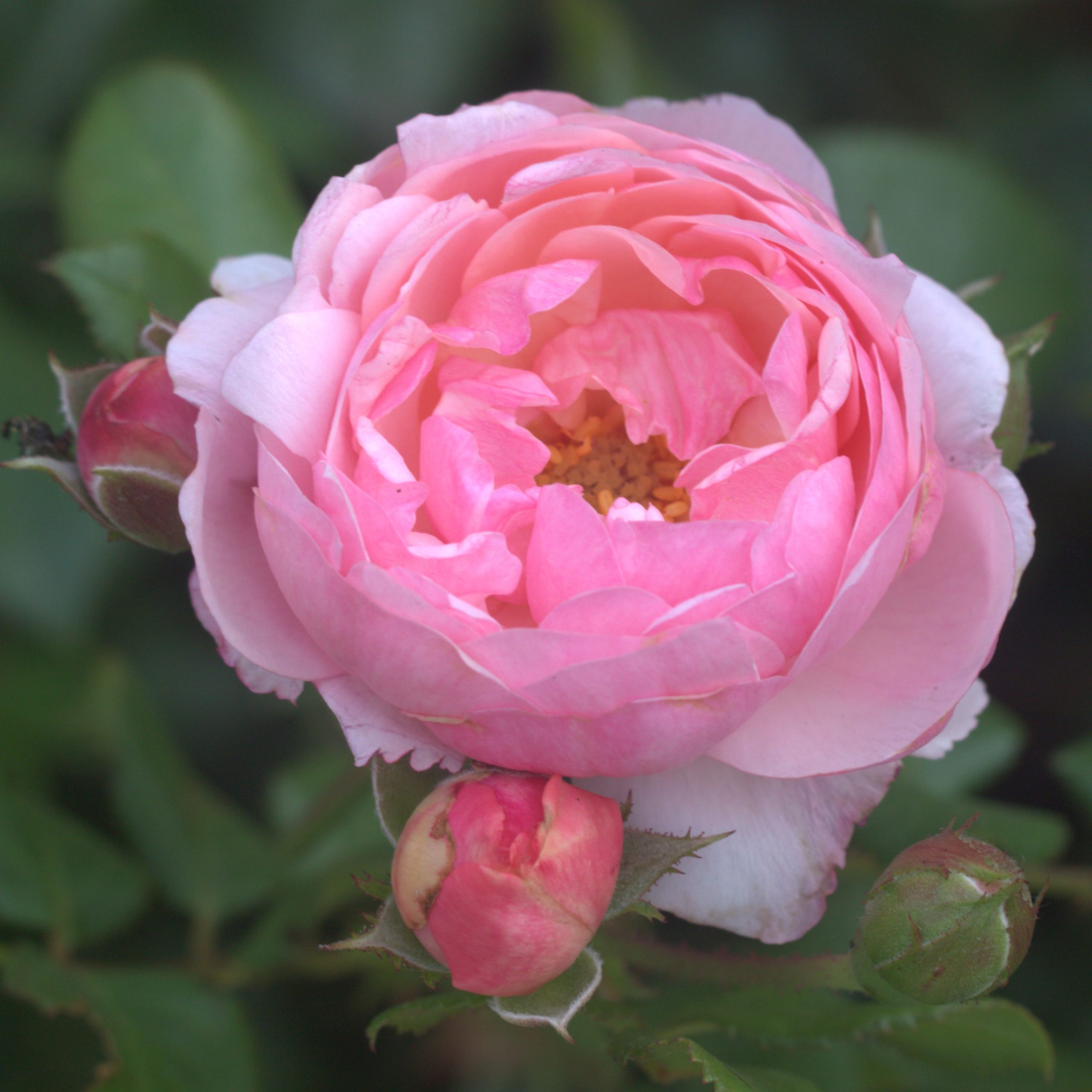 Darling UK Potted Rose - Image 8
