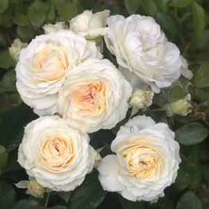 Diamond Dad UK Potted Rose