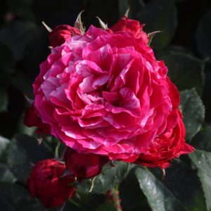 Raspberry Ripple UK Potted Rose