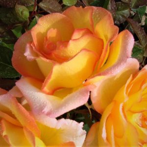 Valmais Delight UK Potted Rose