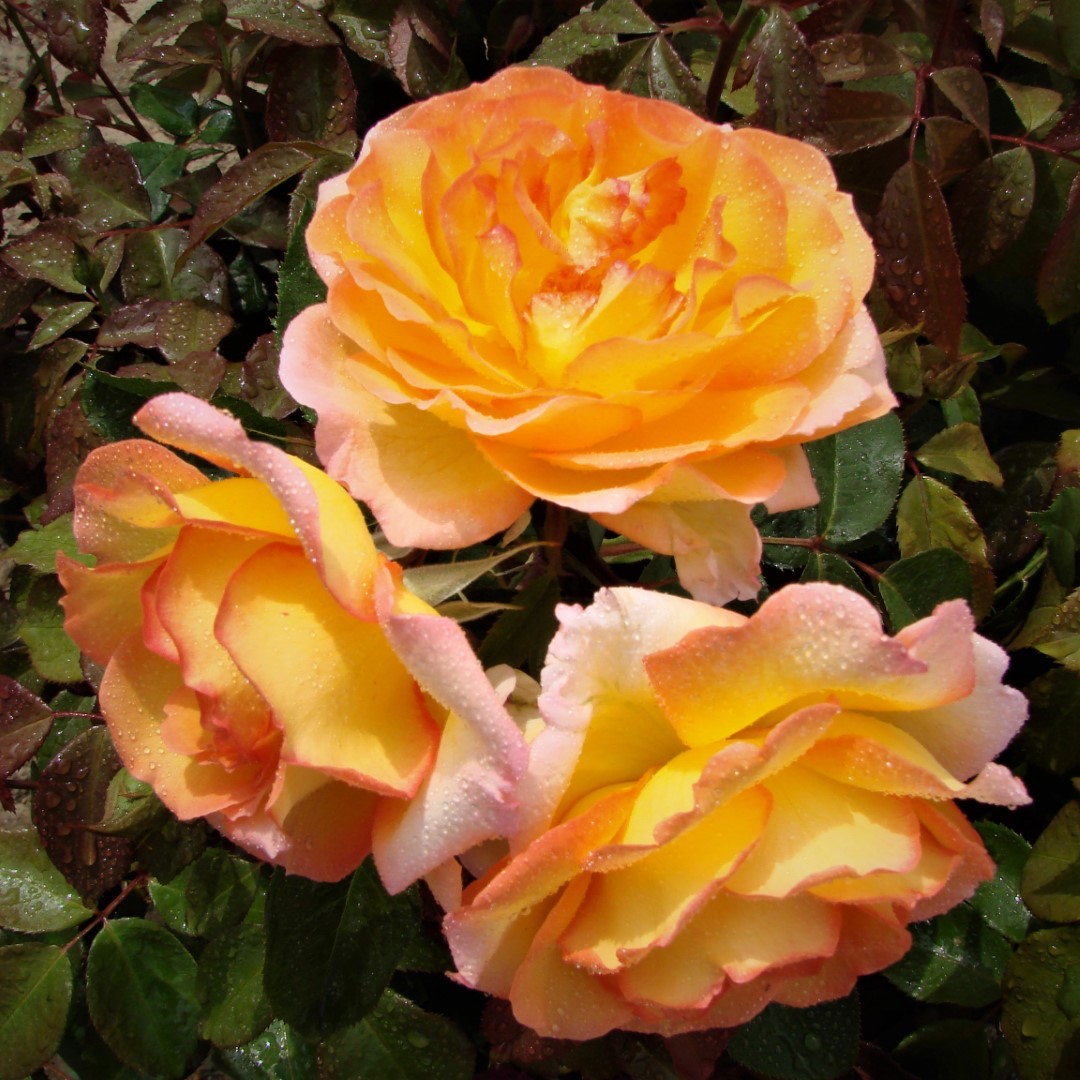Valmais Delight UK Potted Rose - Image 3