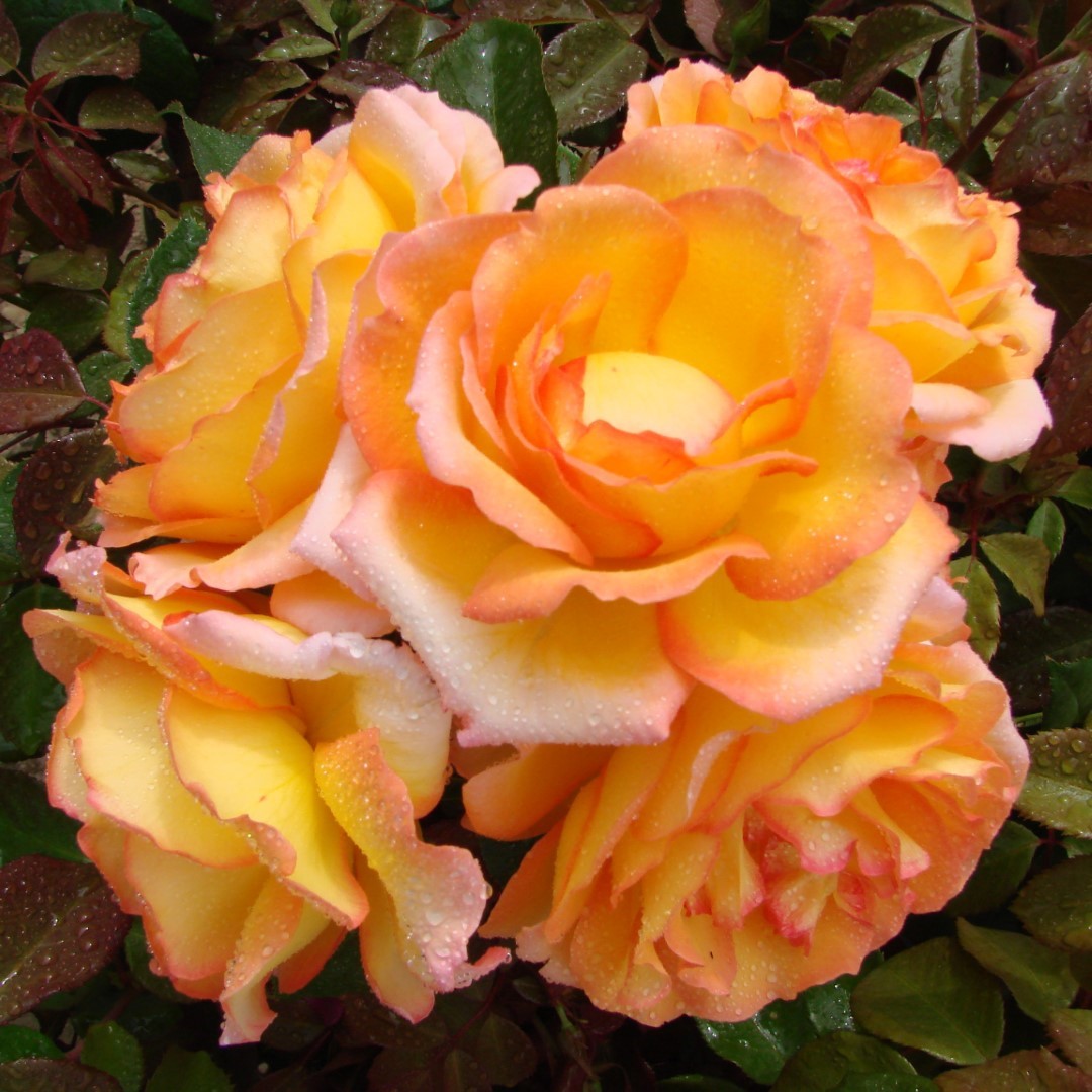 Valmais Delight UK Potted Rose - Image 4