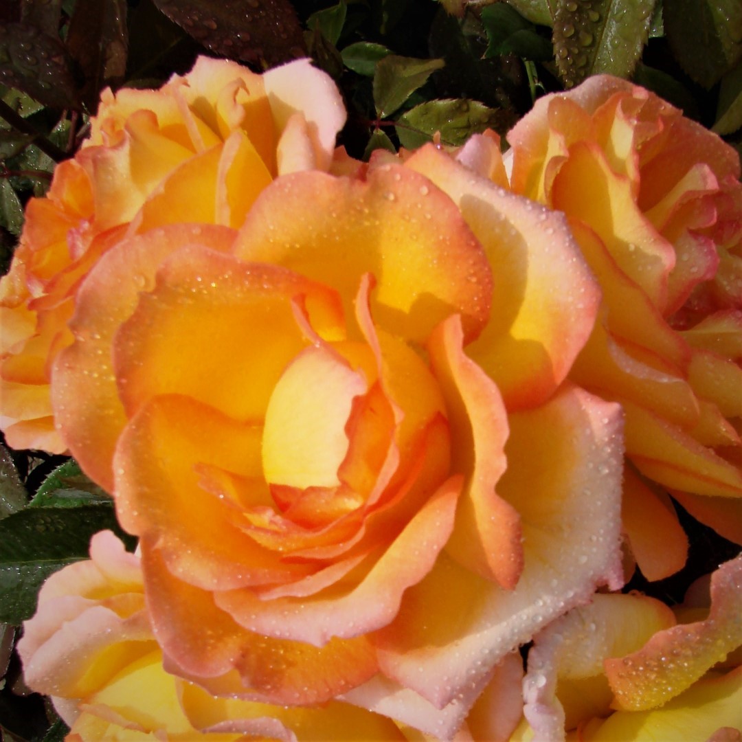 Valmais Delight UK Potted Rose - Image 5