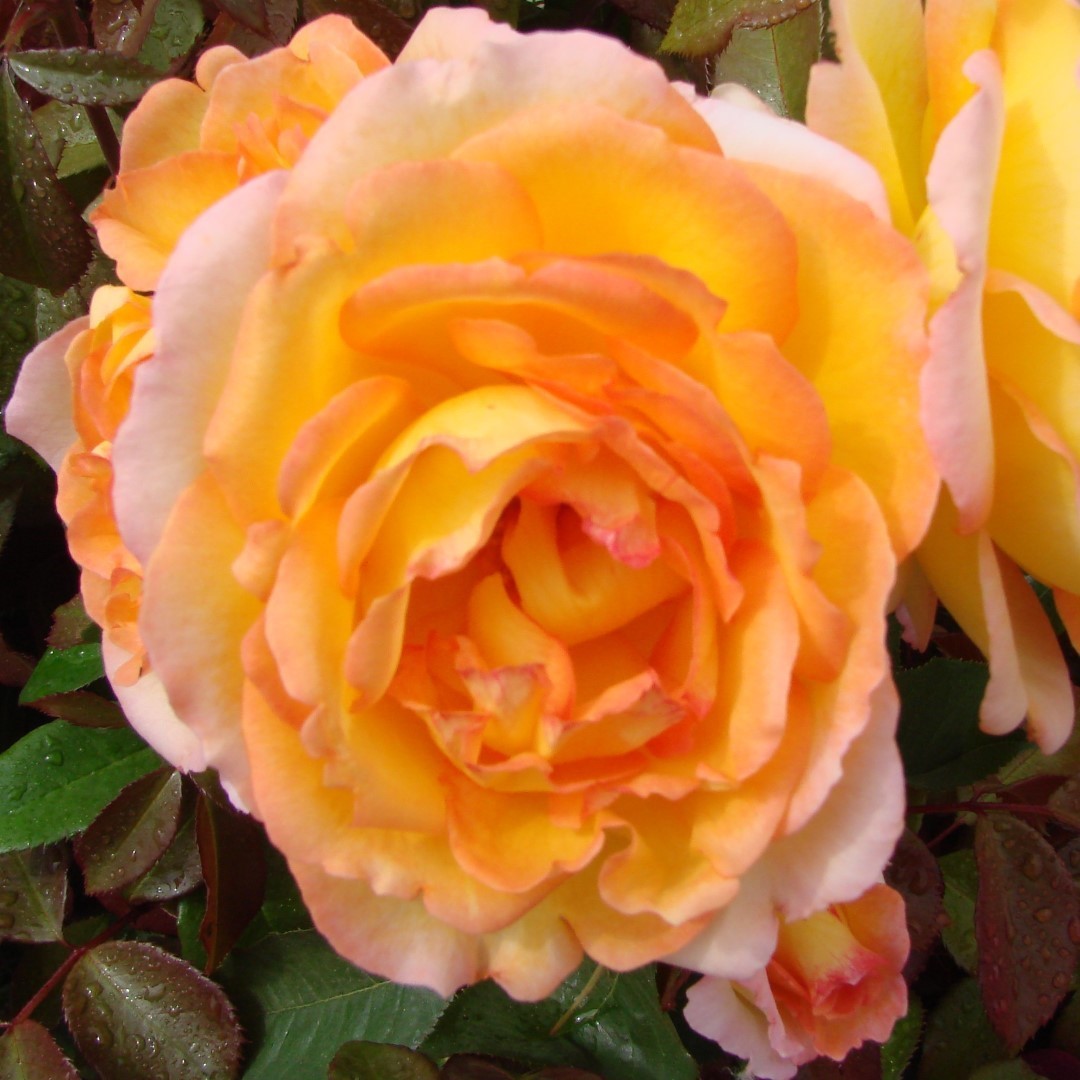 Valmais Delight UK Potted Rose - Image 2