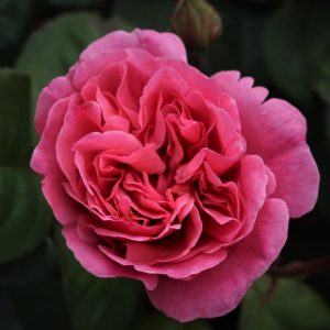 Sweet Parfum De Provence UK Potted Rose