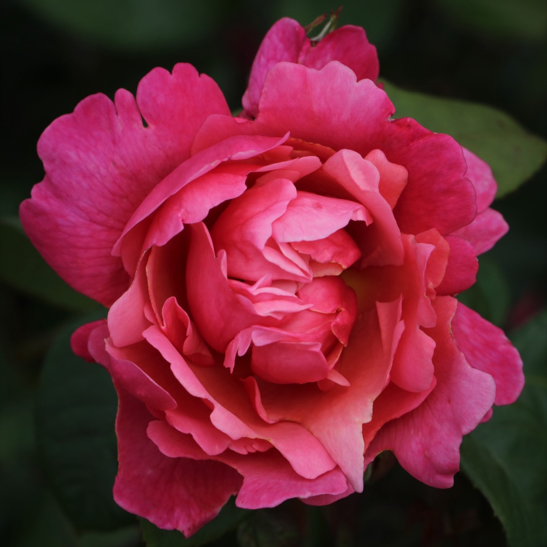 Sweet Parfum De Provence UK Potted Rose - Image 3