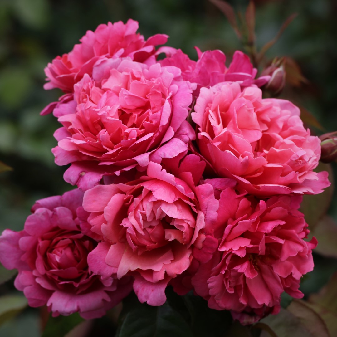 Sweet Parfum De Provence UK Potted Rose - Image 4