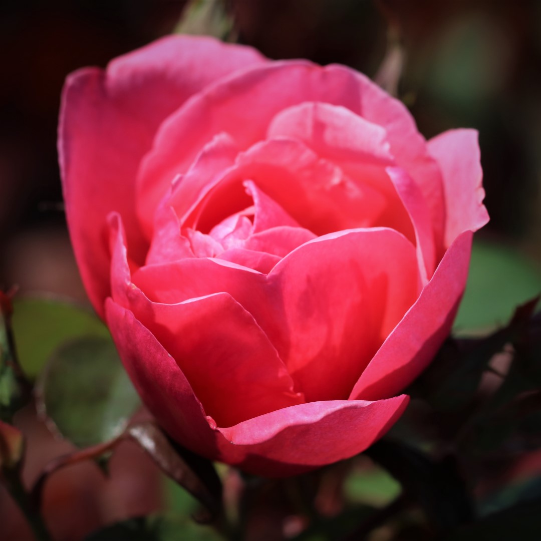 Sweet Parfum De Provence UK Potted Rose - Image 5