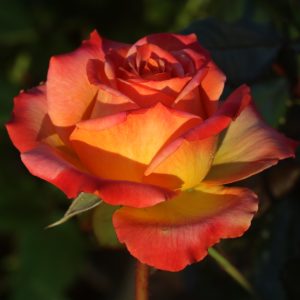 Meteor UK Potted Rose