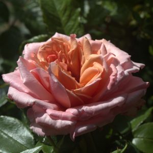 Never Ending Story UK Potted Rose