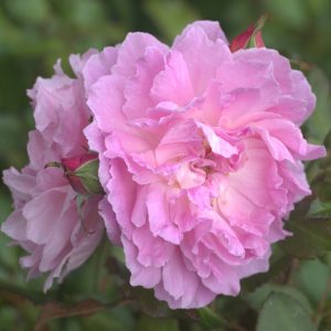 Orchid Romantica UK Potted Rose