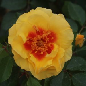 Peter’s Persica UK Potted Rose