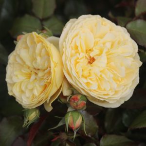 Citroncello UK Potted Rose