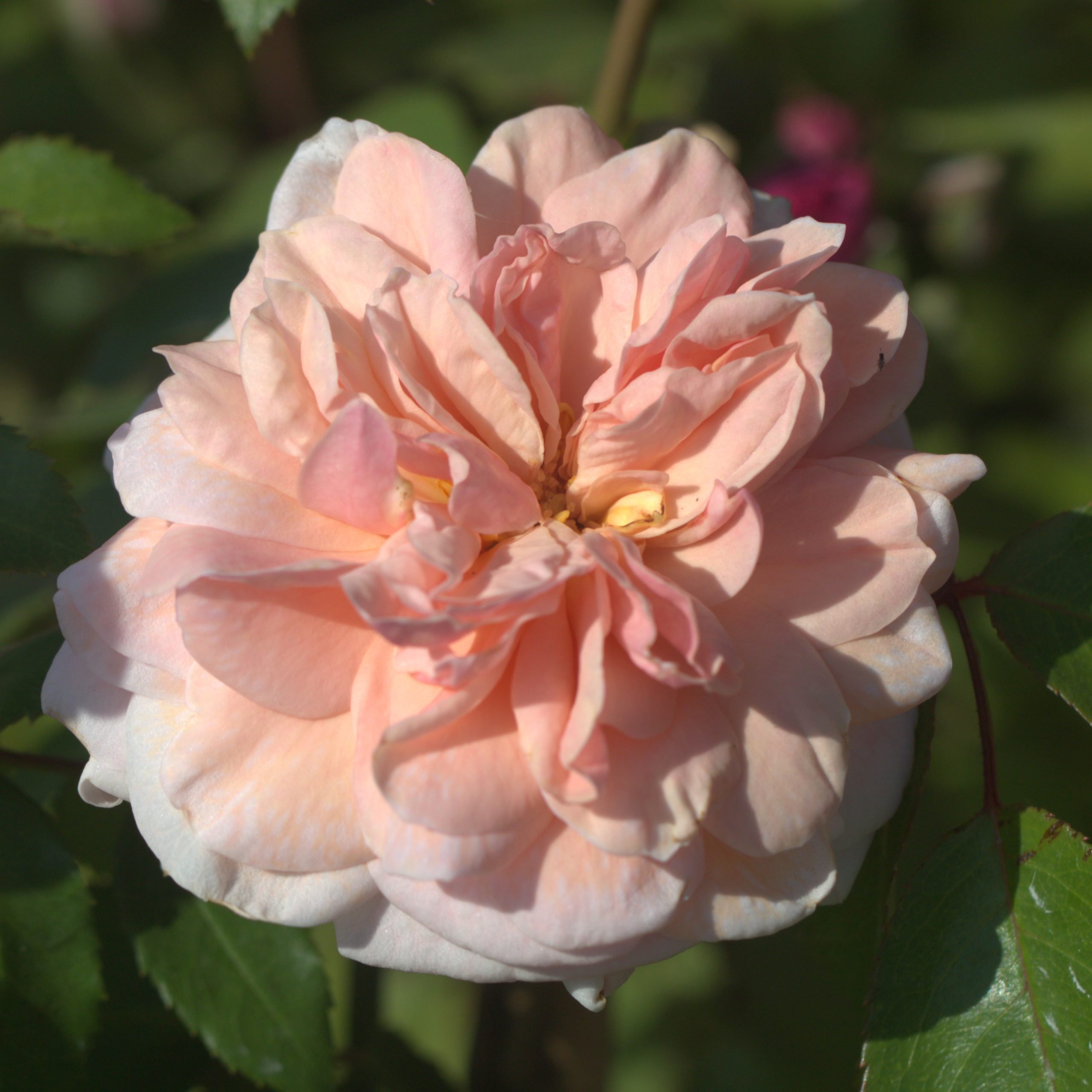 Sabrina UK Potted Rose - Image 6