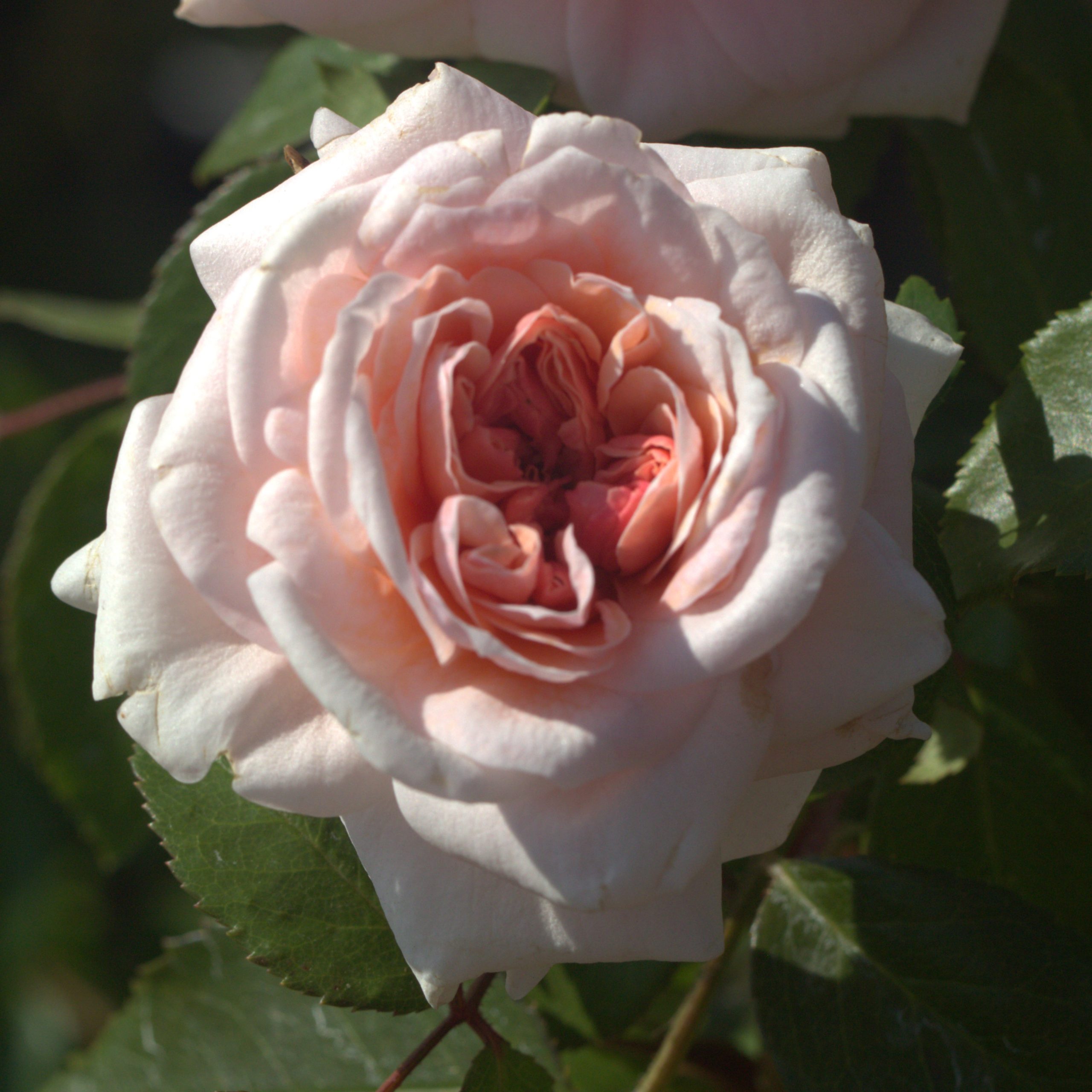 Sabrina UK Potted Rose - Image 2