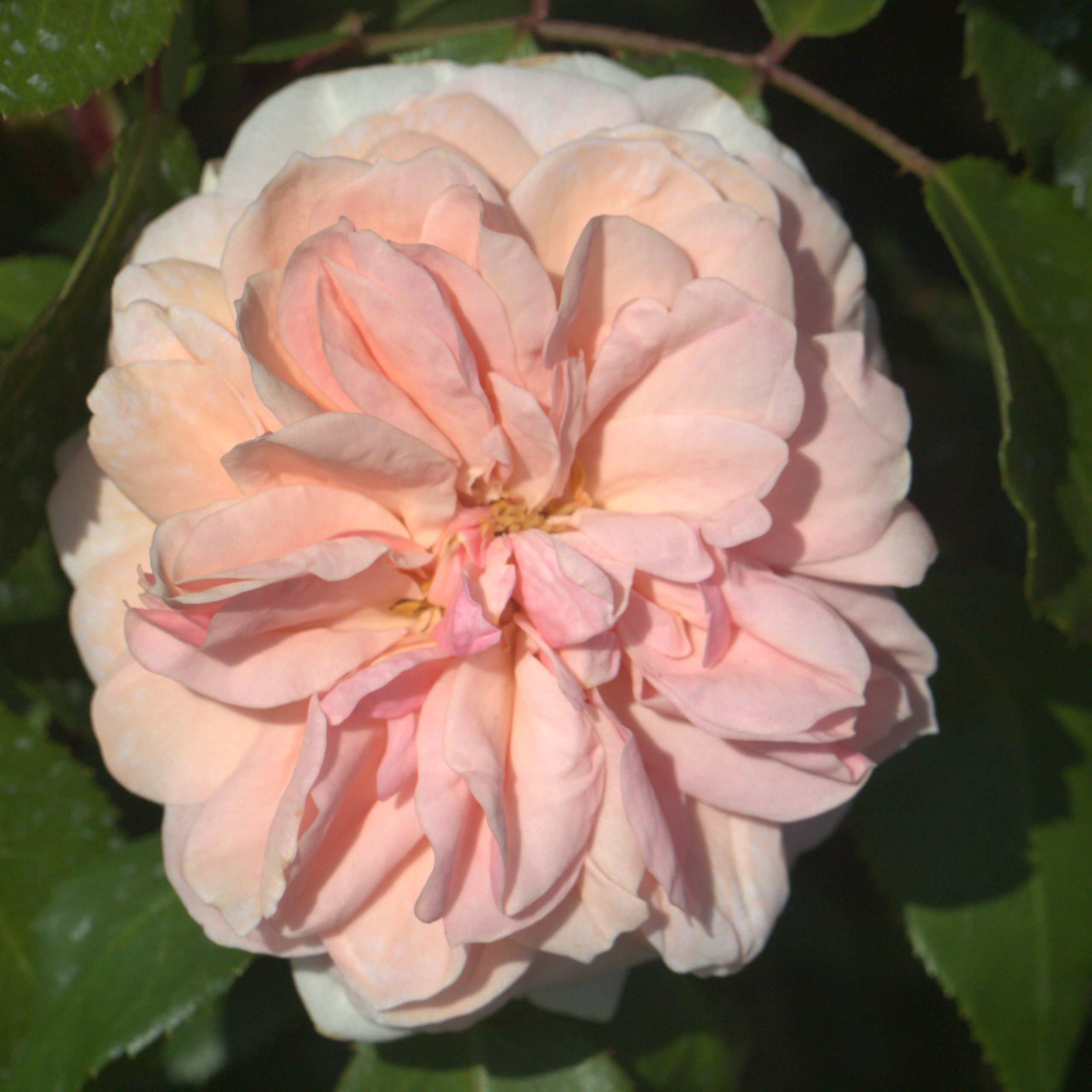 Sabrina UK Potted Rose - Image 5