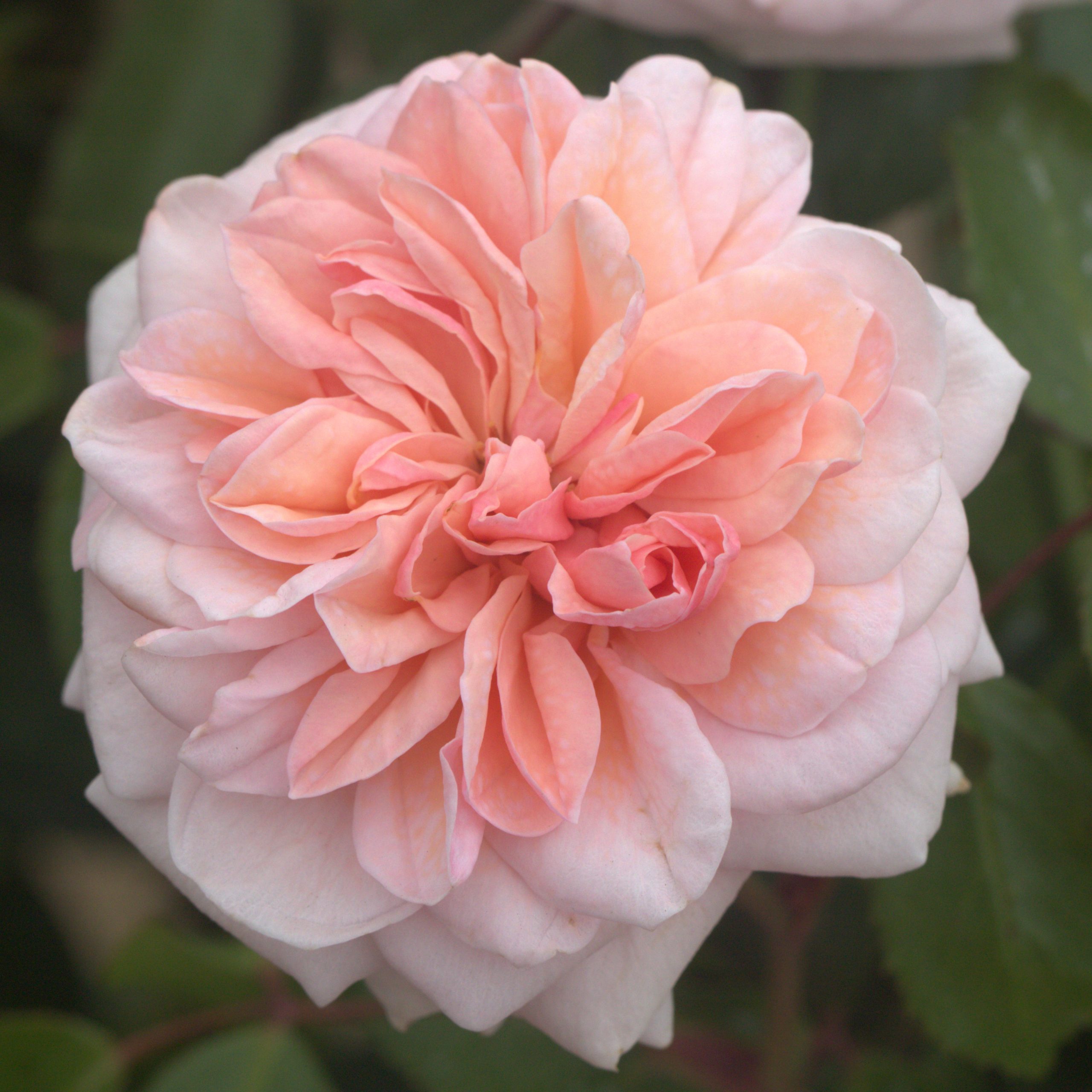 Sabrina UK Potted Rose - Image 4