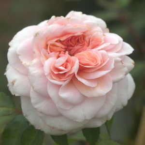Sabrina UK Potted Rose